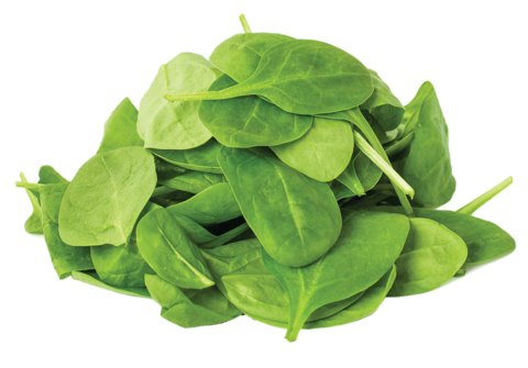 Fresh Baby - Spinach Image